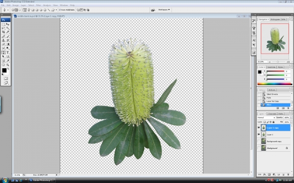 Creation of bud, flower, seed pods.: Step 4